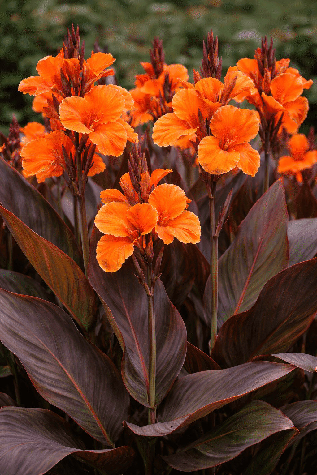 Canna - Bronze Leaf (Orange)