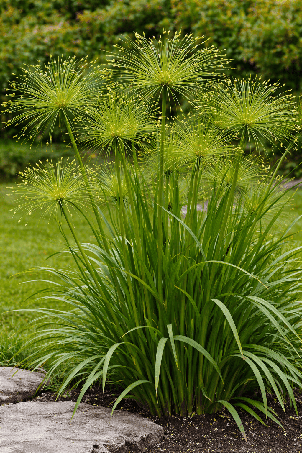 Grass - Papyrus Prince Tut