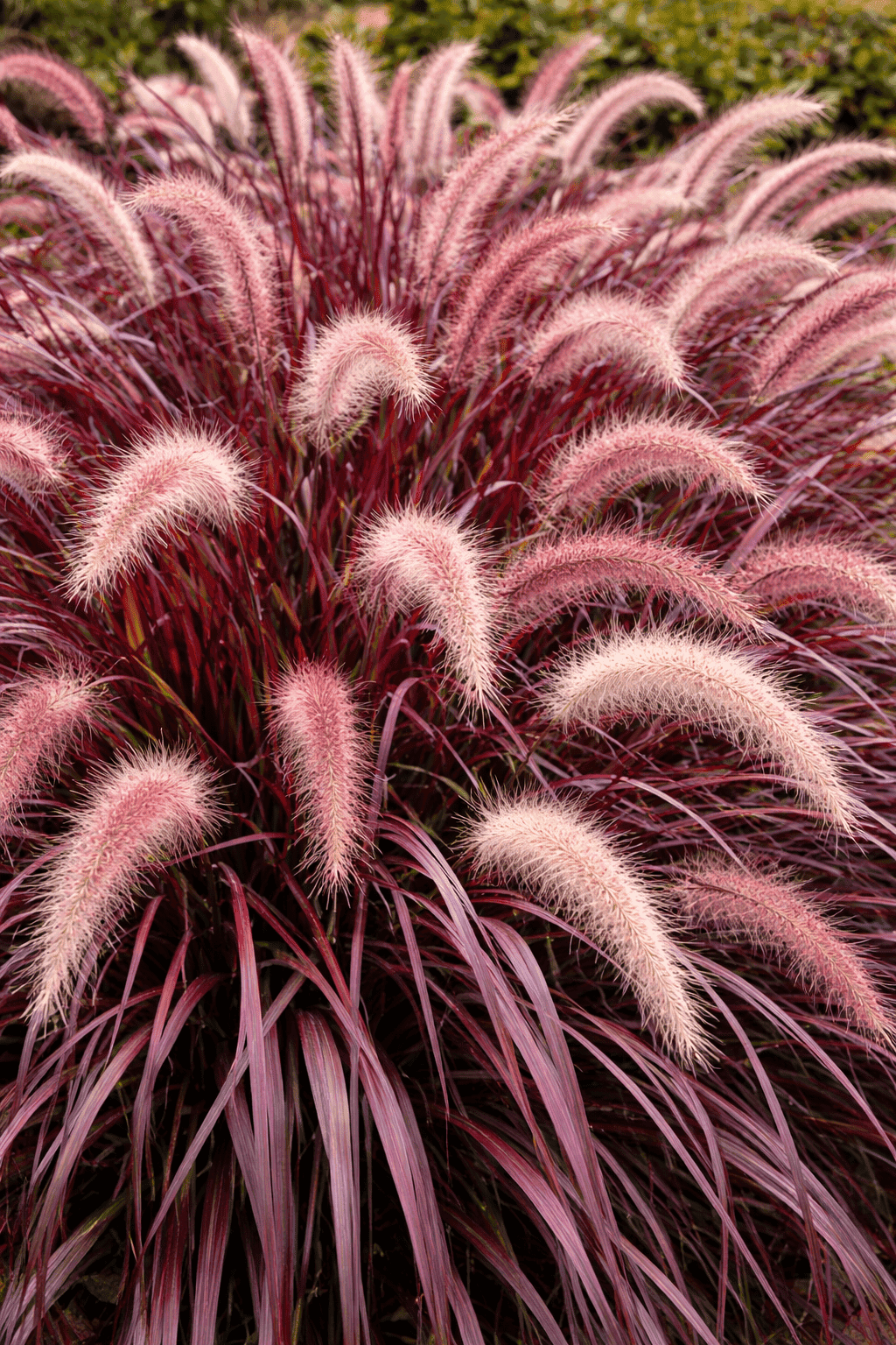 Grass - Pennisetum Rubrum
