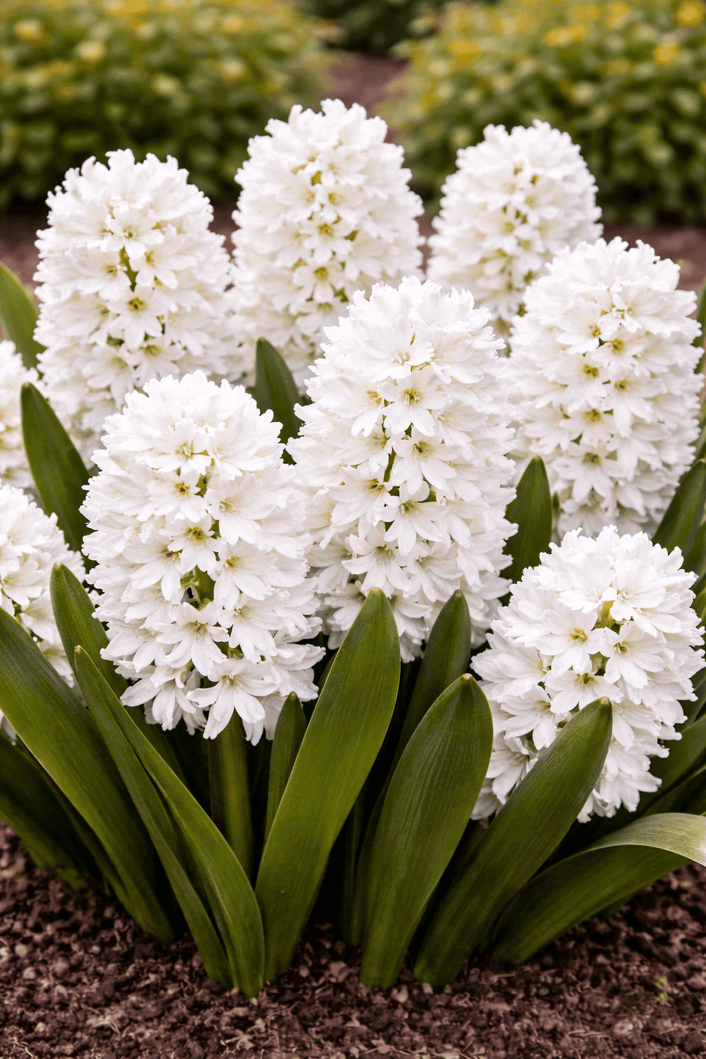 Hyacinth - White