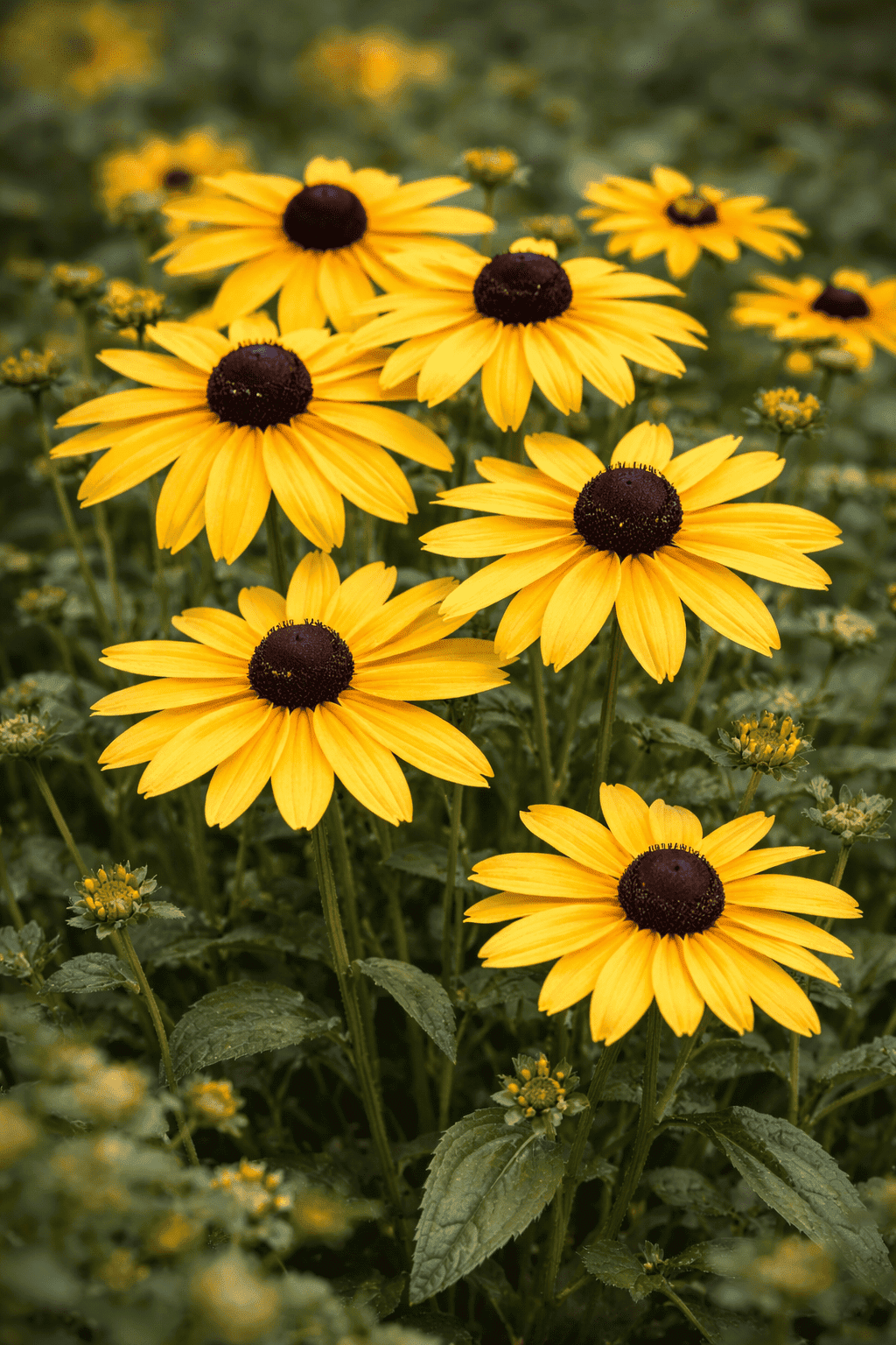 Rudbeckia (Gold)
