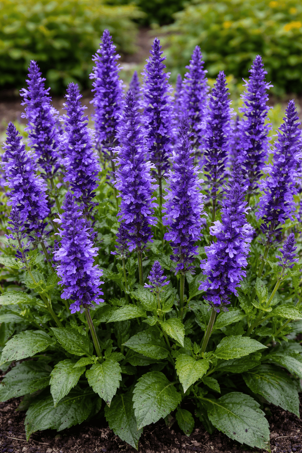 Salvia (Blue/Purple)