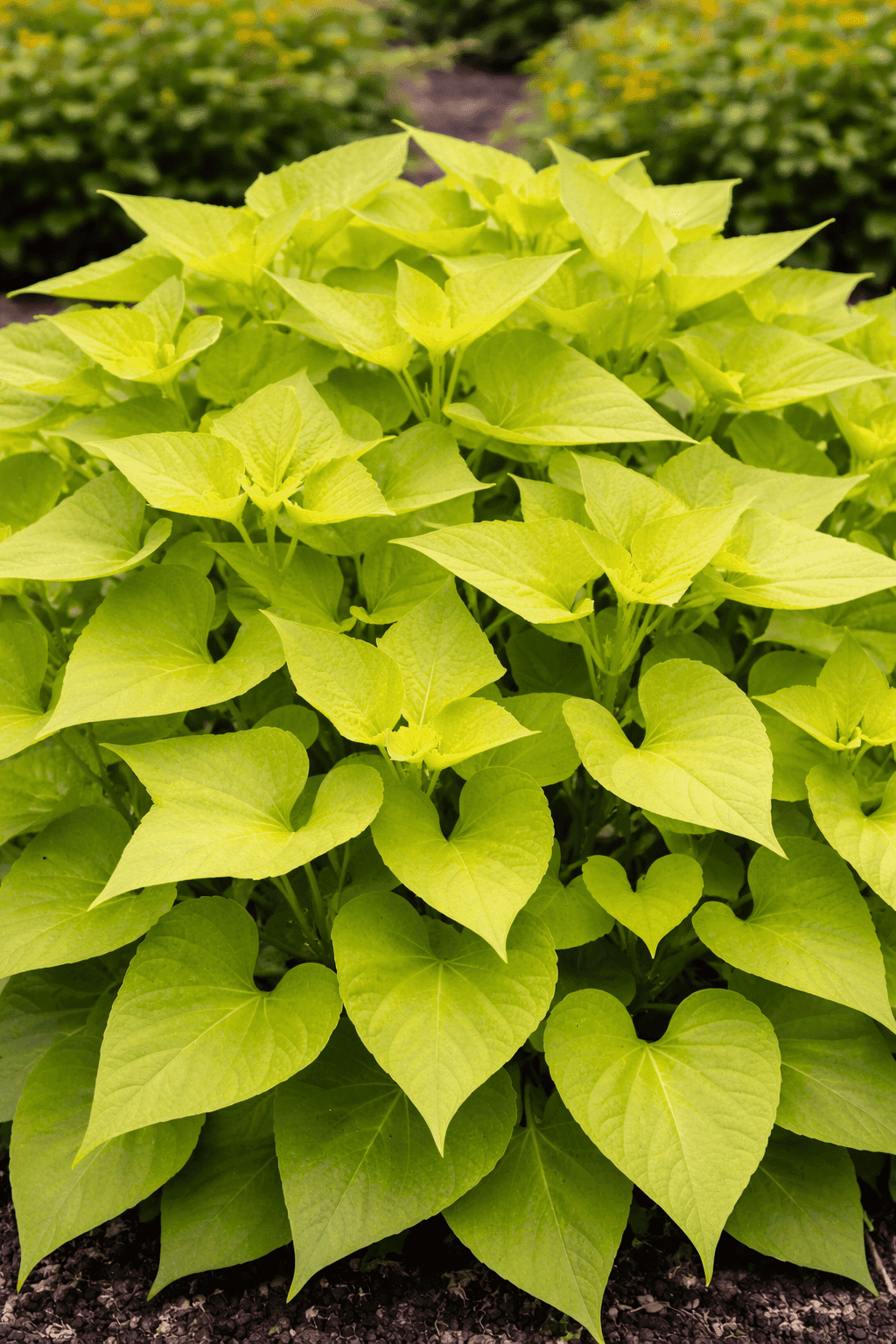 Sweet Potato Vine (Lime Foliage)
