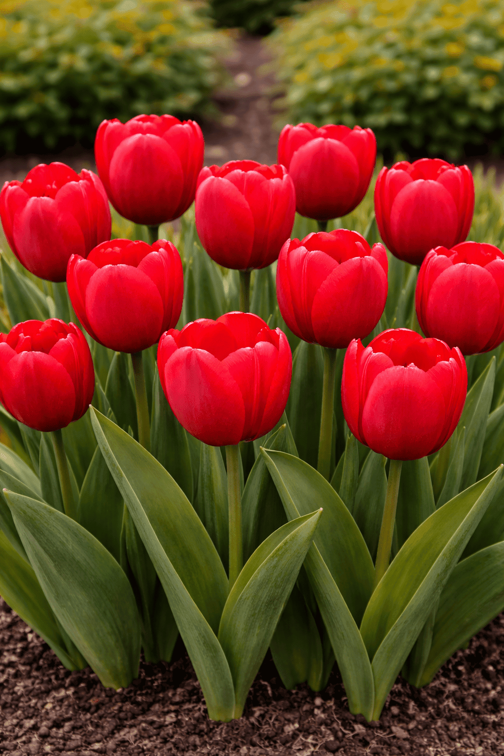Tulip - Red