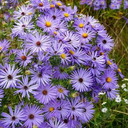 Aromatic Aster perennial in a ColoradoScape landscape