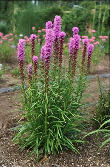 Blazing Star   Gayfeather perennial in a ColoradoScape landscape