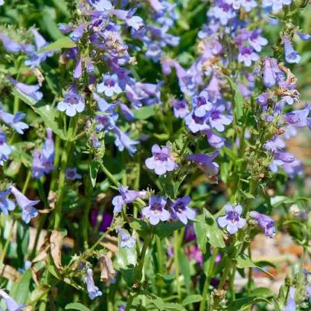Bluemat Penstemon perennial in a ColoradoScape landscape