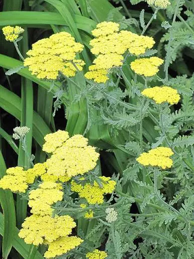 Fernleaf Yarrow perennial in a ColoradoScape landscape