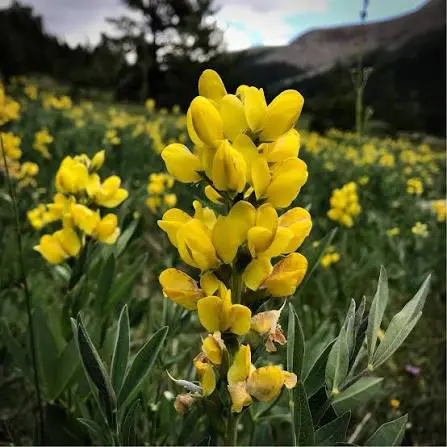 Golden Banner perennial in a ColoradoScape landscape