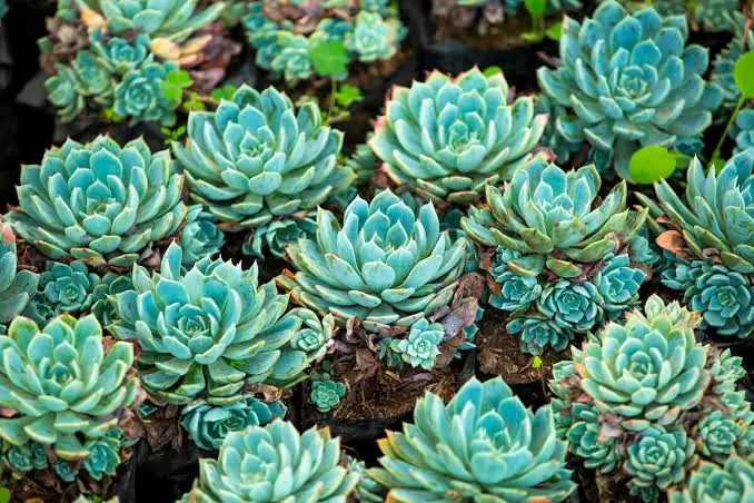 Hens & Chicks perennial in a ColoradoScape landscape