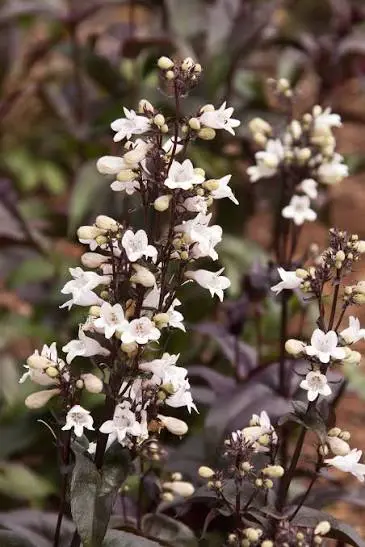 Husker Red Penstemon perennial in a ColoradoScape landscape