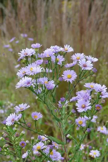 New England Aster perennial in a ColoradoScape landscape
