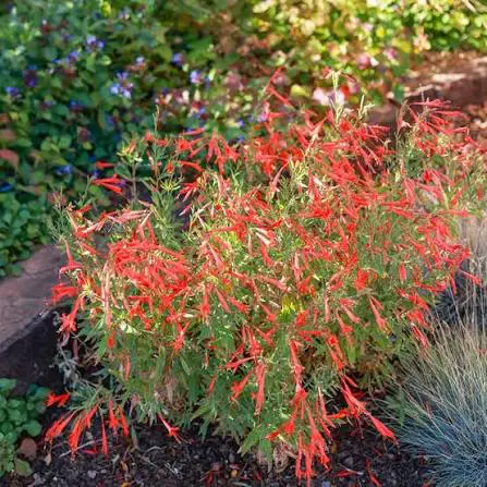 Orange Carpet Hummingbird Trumpet perennial in a ColoradoScape landscape