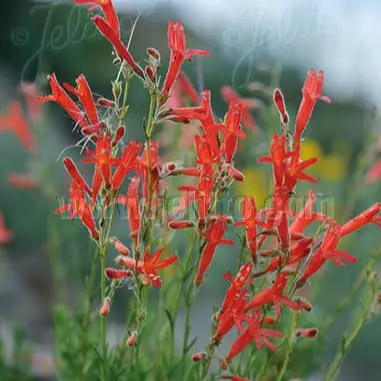 Pineleaf Penstemon perennial in a ColoradoScape landscape