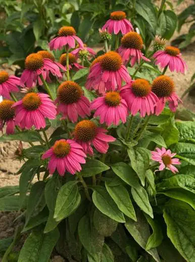 PowWow Coneflower perennial in a ColoradoScape landscape