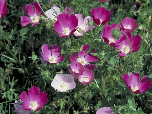 Prairie Winecups perennial in a ColoradoScape landscape