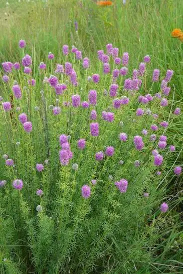 Purple Prairie Clover perennial in a ColoradoScape landscape