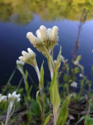 Pussytoes perennial in a ColoradoScape landscape