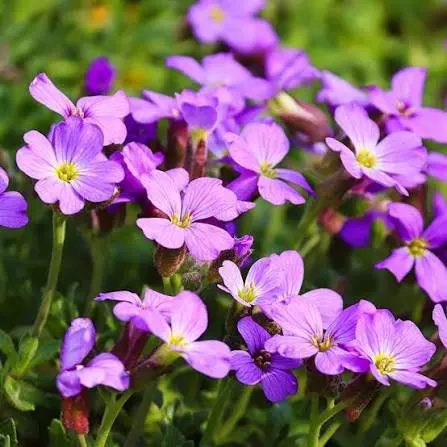Rockcress perennial in a ColoradoScape landscape