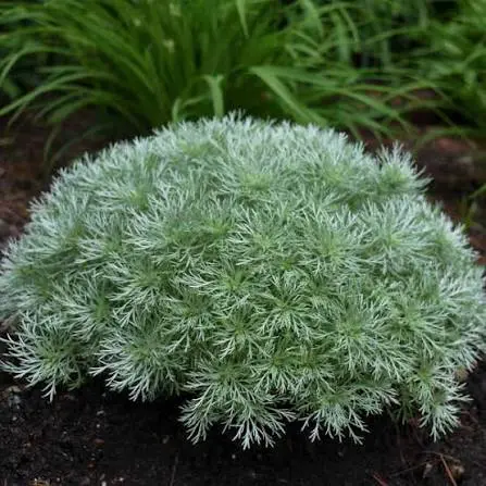 Silver Mound Artemisia perennial in a ColoradoScape landscape