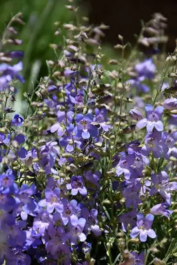 Silverton Bluemat Penstemon perennial in a ColoradoScape landscape