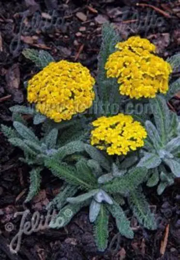 Woolly Yarrow perennial in a ColoradoScape landscape