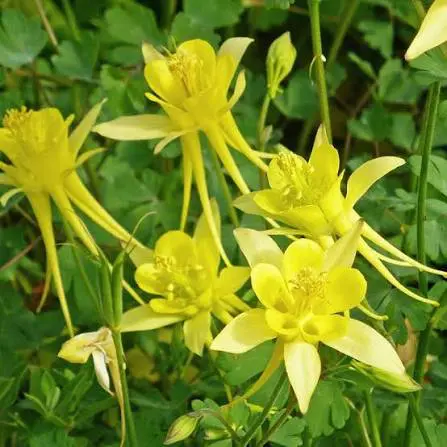Yellow Columbine perennial in a ColoradoScape landscape