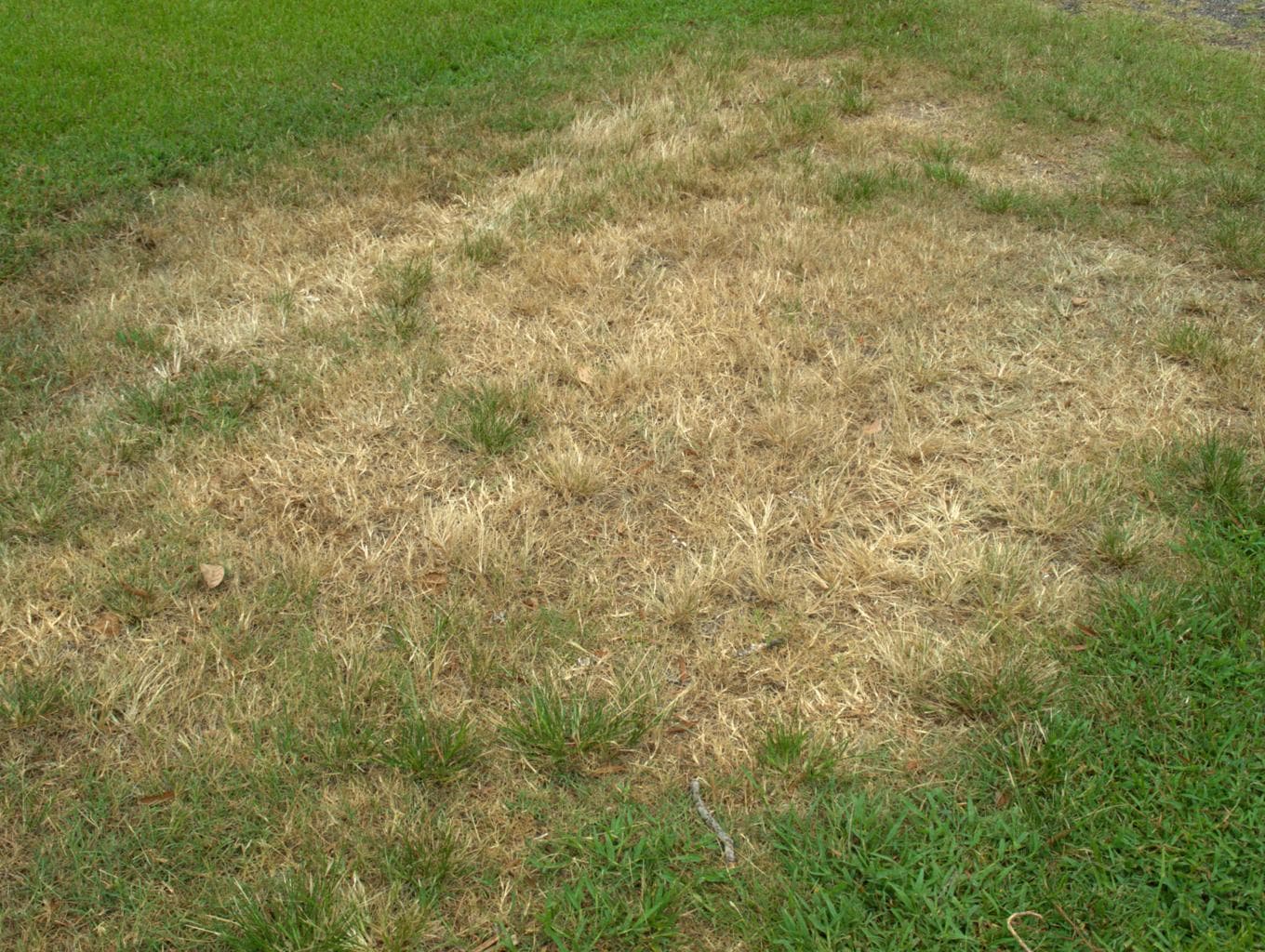 Dry patchy natural grass lawn during Colorado summer drought