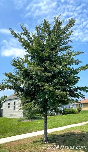 Accolade Elm growing in a Colorado residential landscape