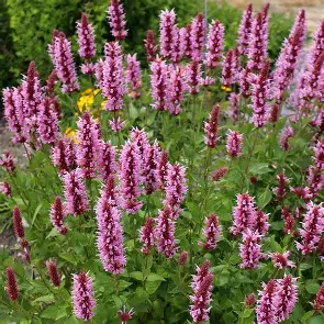Agastache perennial in a Colorado landscape