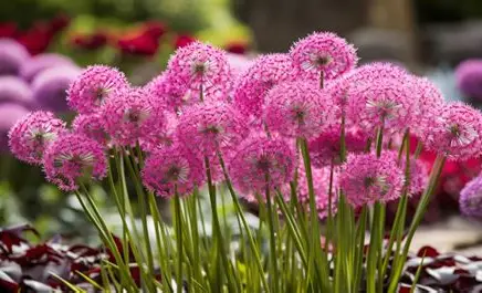 Allium perennial in a Colorado landscape