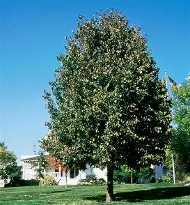 American Linden shade tree in a maintained landscape