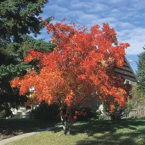 Amur Maple ornamental tree in a landscaped setting