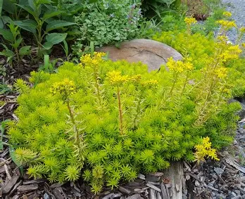 Angelina Sedum perennial in a Colorado landscape