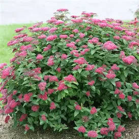 Anthony Waterer Spirea shrub in a Colorado landscape