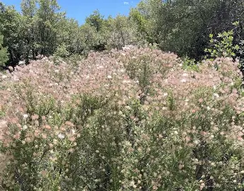 Apache Plume shrub in a Colorado landscape