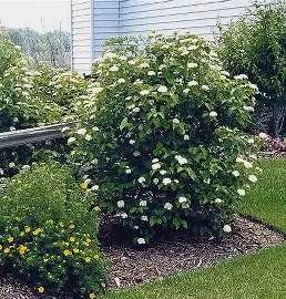 Arrowwood Viburnum shrub in a Colorado landscape