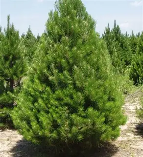 Austrian Pine evergreen tree with dense dark green needles
