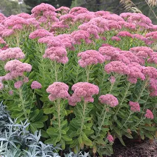 Autumn Joy Sedum perennial in a Colorado landscape