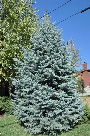 Baby Blue Eyes Spruce with bright blue evergreen foliage