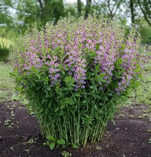 Baptisia perennial in a Colorado landscape
