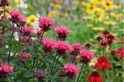 Bee Balm perennial in a Colorado landscape