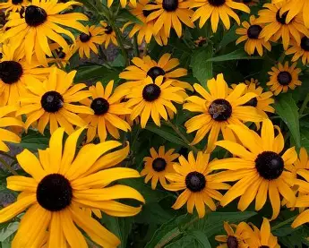 Black-Eyed Susan perennial in a Colorado landscape