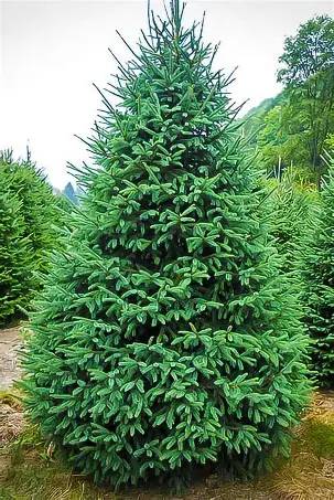 Black Hills Spruce with dense compact evergreen form