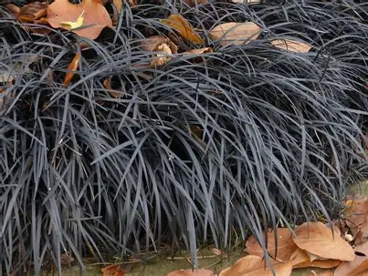 Black Mondo Grass in a Colorado landscape