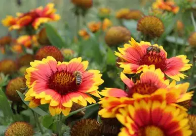 Blanket Flower perennial in a Colorado landscape