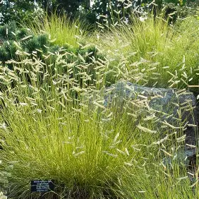 Blonde Ambition Blue Grama in a Colorado landscape