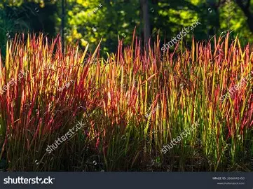 Japanese Blood Grass in a Colorado landscape