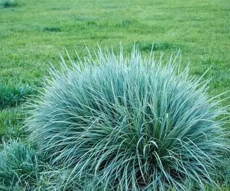 Blue Fescue in a Colorado landscape