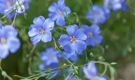 Blue Flax perennial in a Colorado landscape